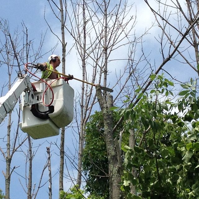 Tree Removal Greenville Ga