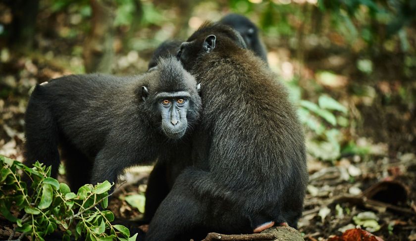 A couple of gorillas standing next to each other in the woods.