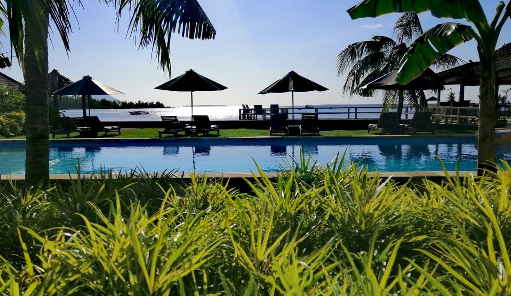 A large swimming pool surrounded by palm trees and umbrellas