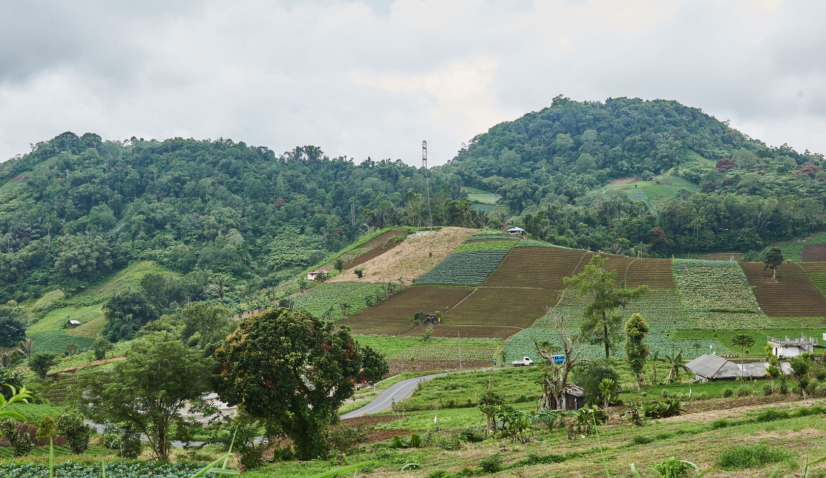 A lush green field with a mountain in the background.