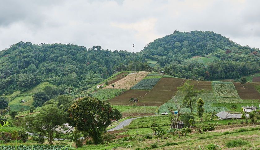 A lush green field with a mountain in the background.