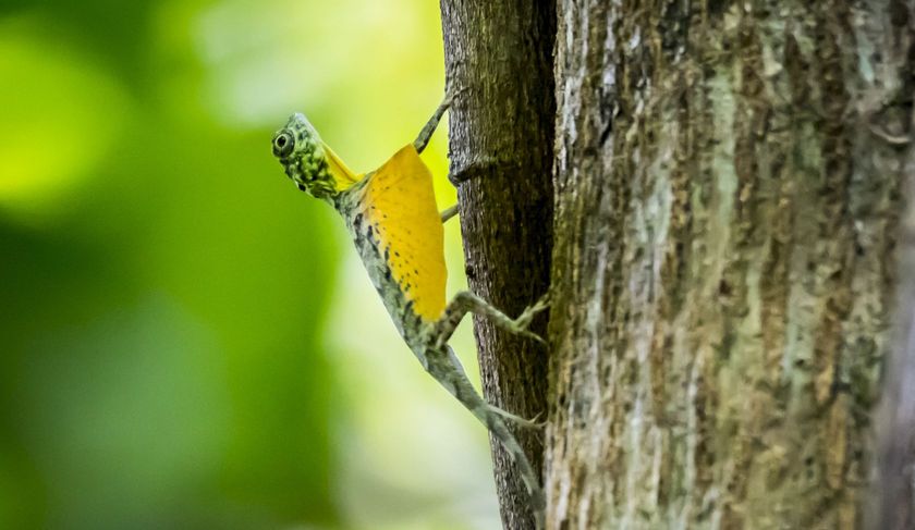 A yellow lizard is climbing a tree trunk.