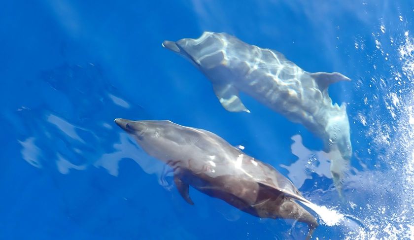 Two dolphins are swimming in a blue ocean