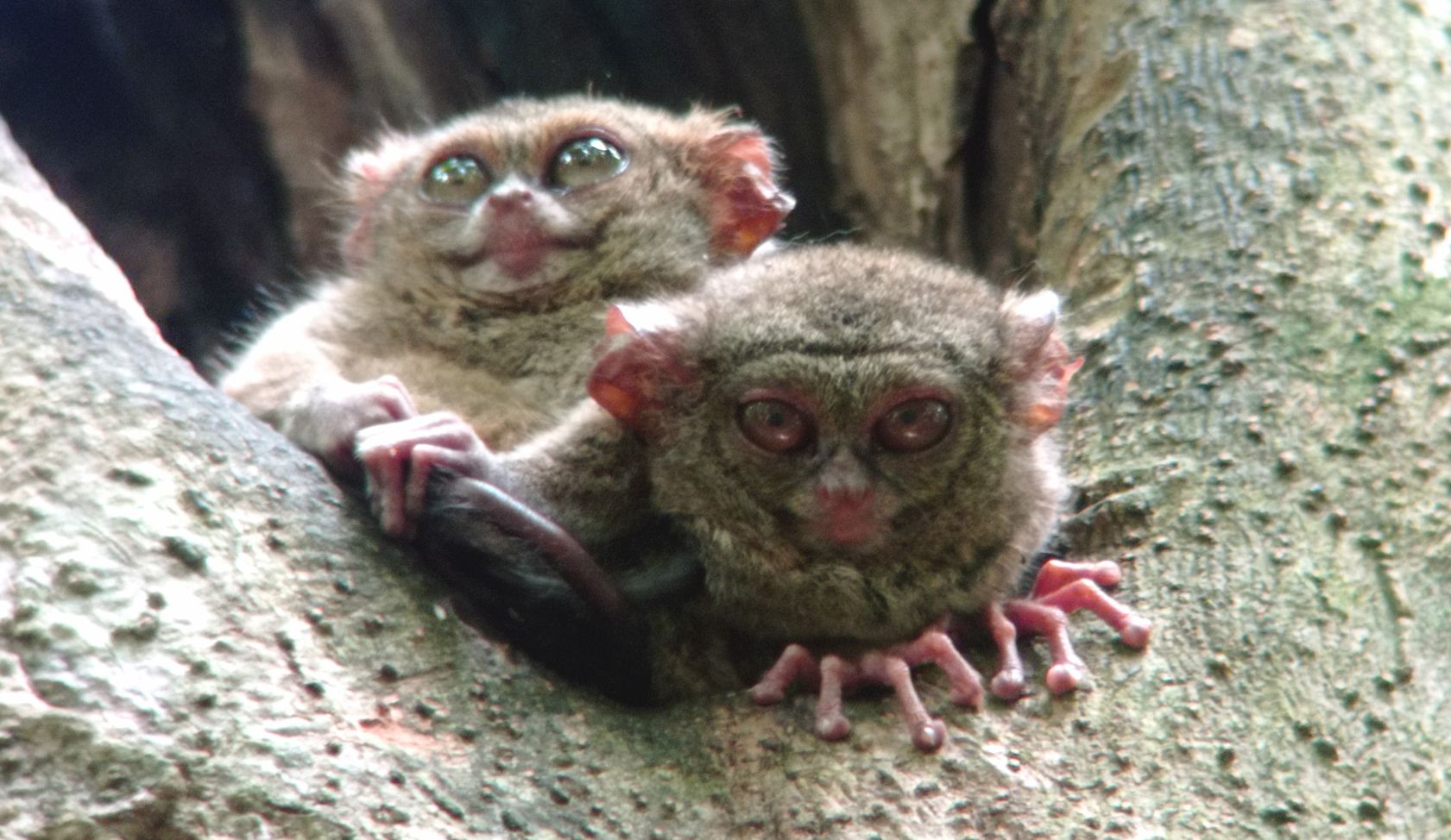 Two small monkeys are sitting on a tree branch.