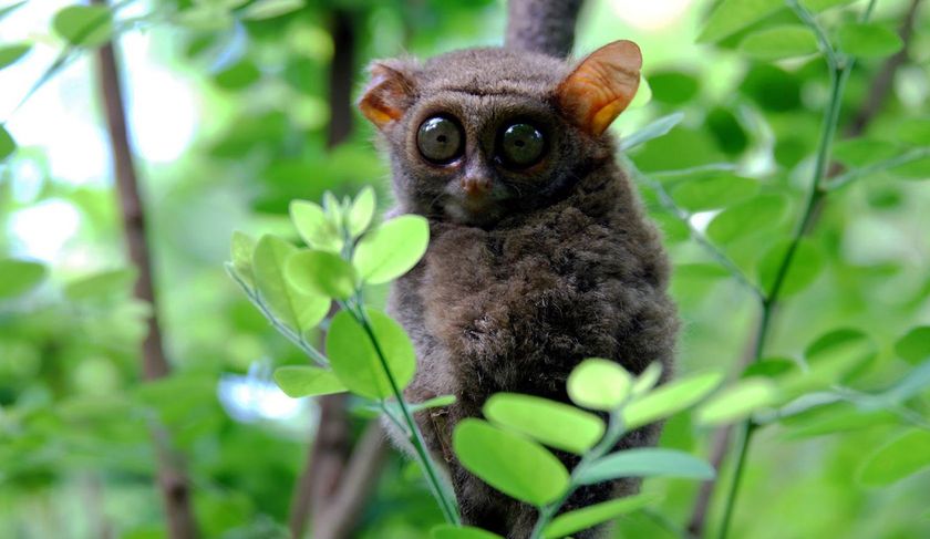 A small owl is sitting on a tree branch surrounded by green leaves.
