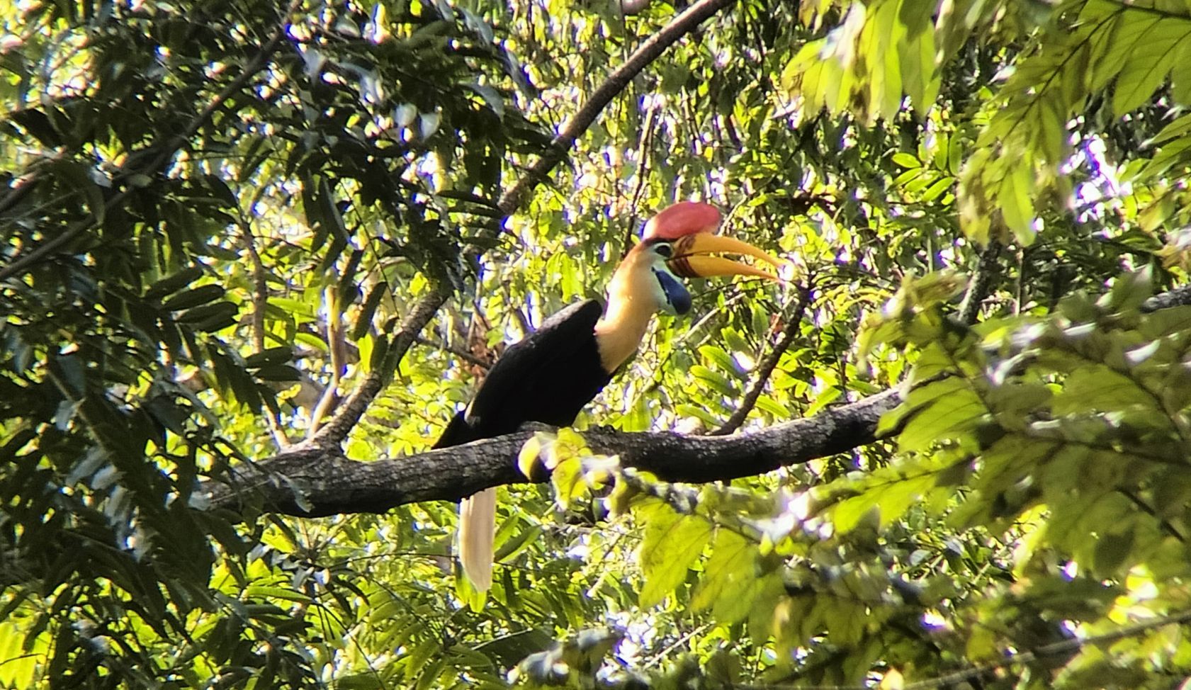 A bird with a large beak is perched on a tree branch.