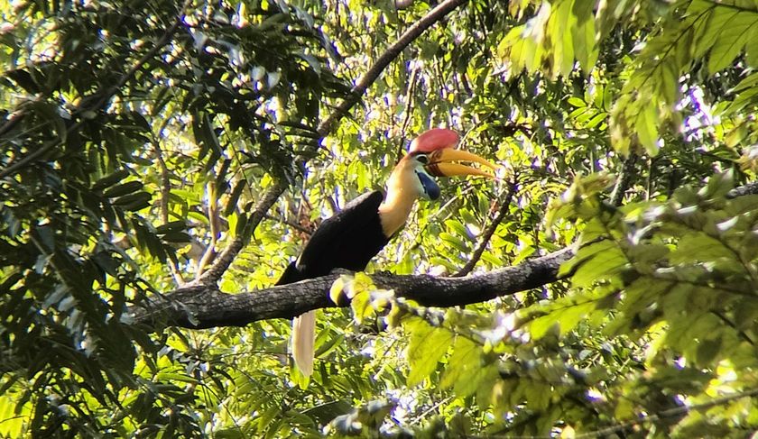 A bird with a large beak is perched on a tree branch.