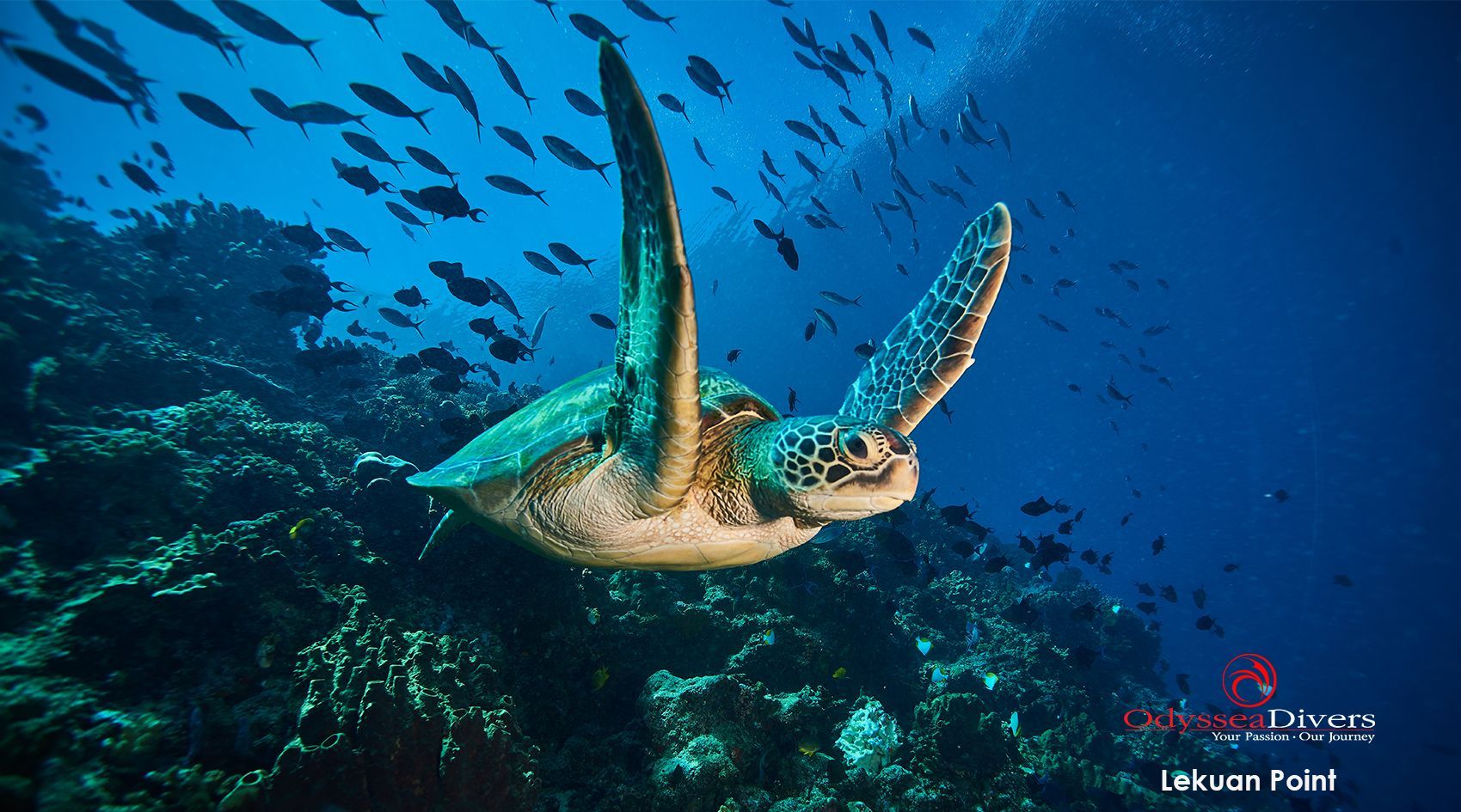 A sea turtle is swimming in the ocean surrounded by fish