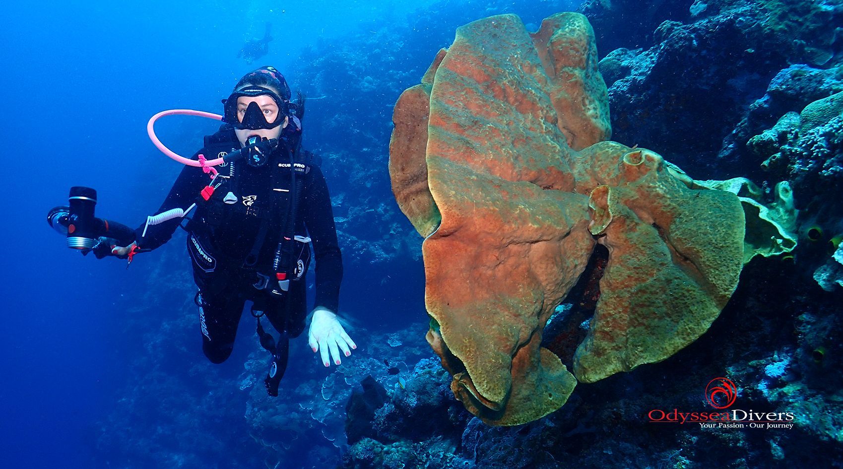 A scuba diver is taking a picture of a large sponge in the ocean.