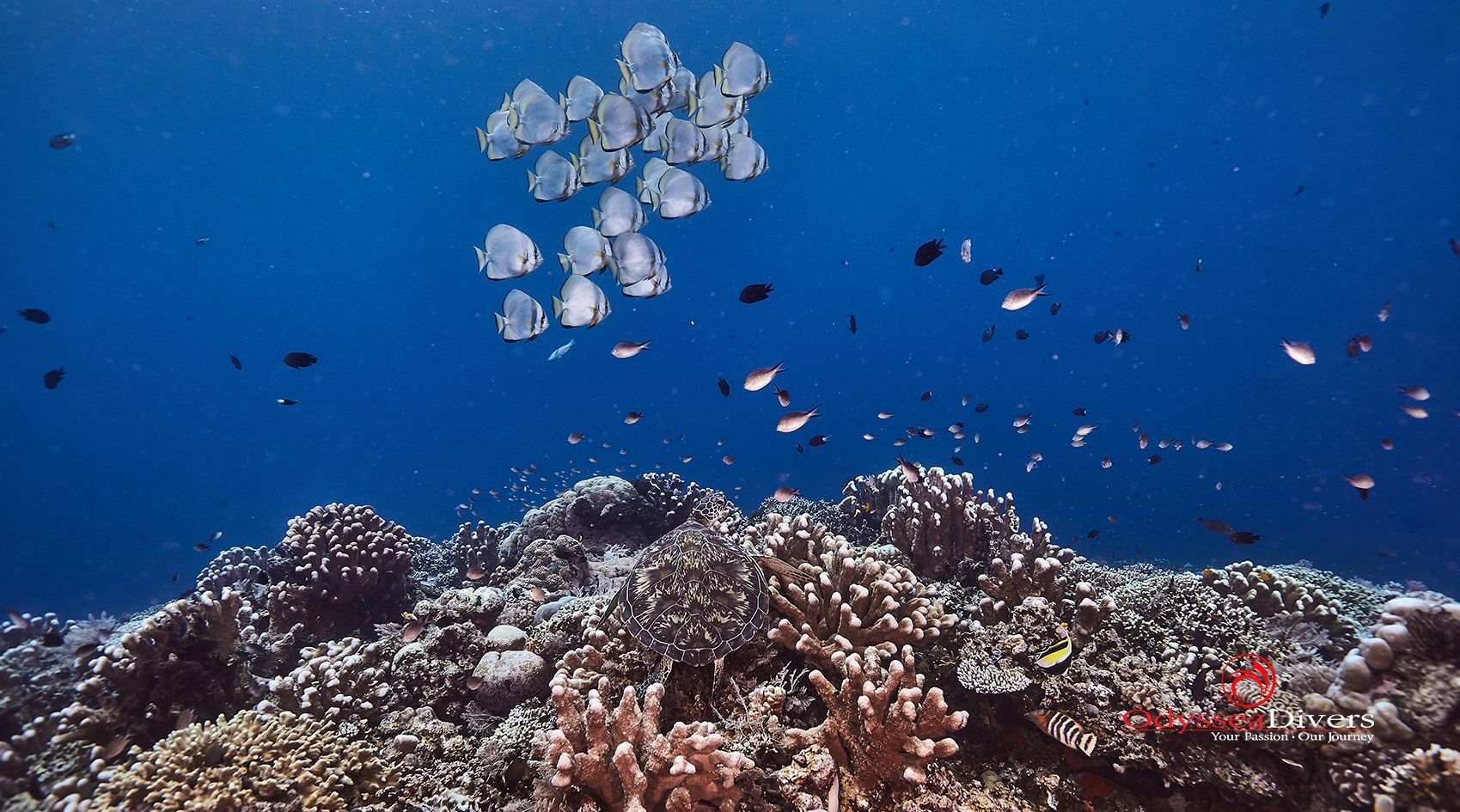 A group of fish are swimming over a coral reef in the ocean.