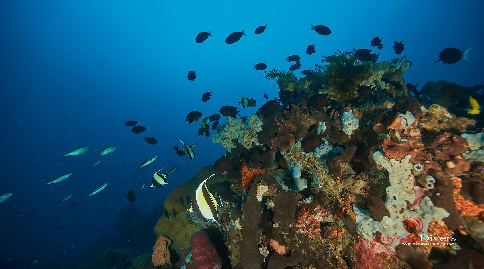 A group of fish are swimming around a coral reef in the ocean.