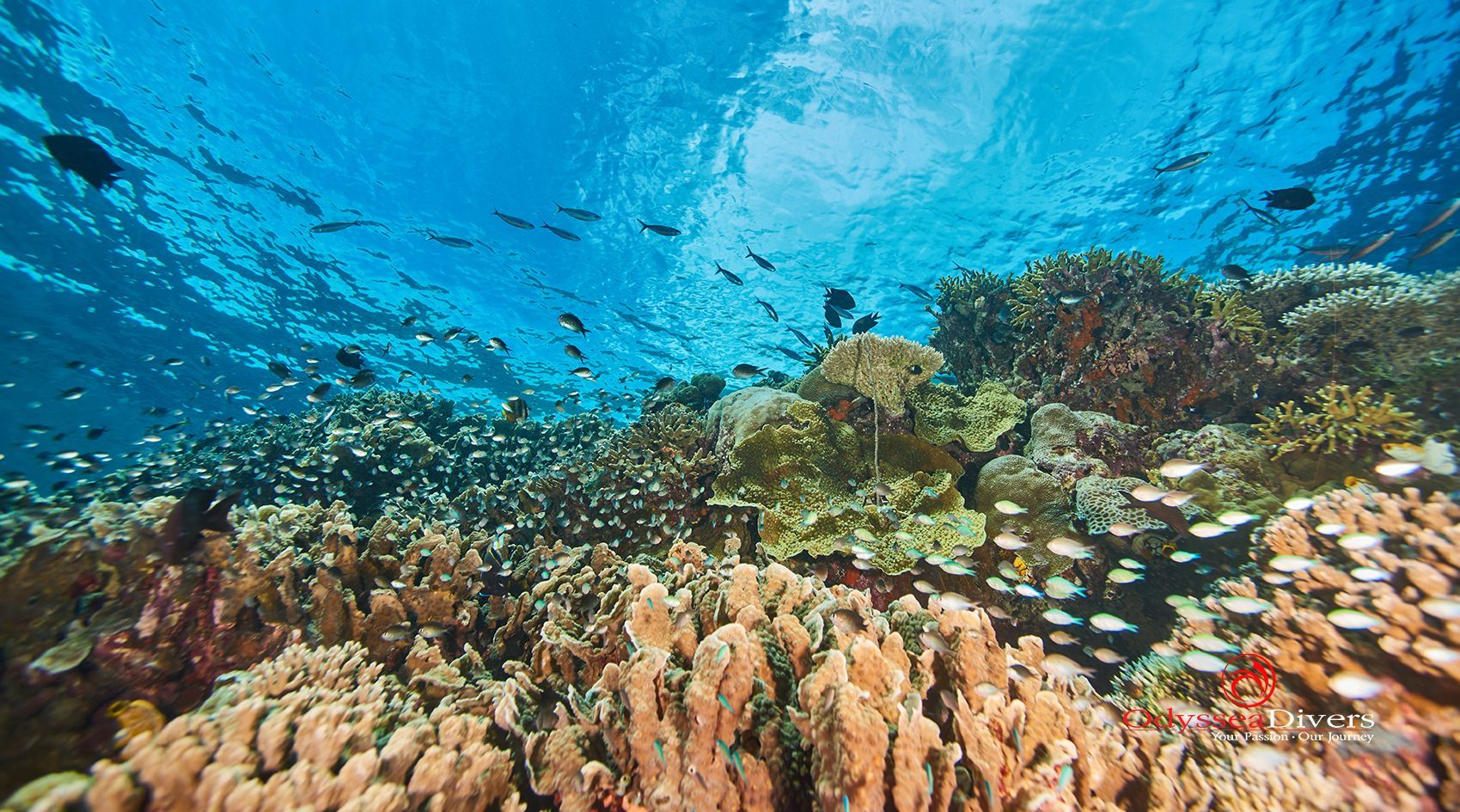A group of fish are swimming around a coral reef in the ocean.