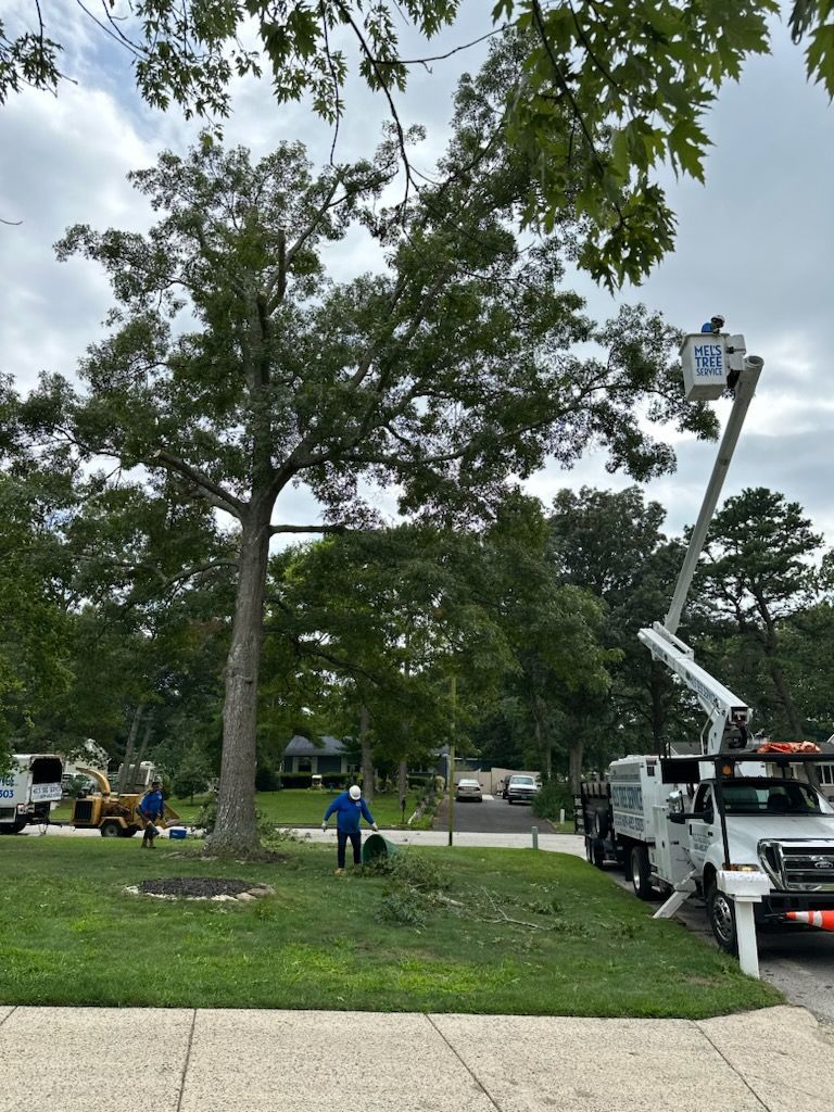 Tree Removing Truck Lift — Lindenwold, NJ — Mel's Tree Service LLC
