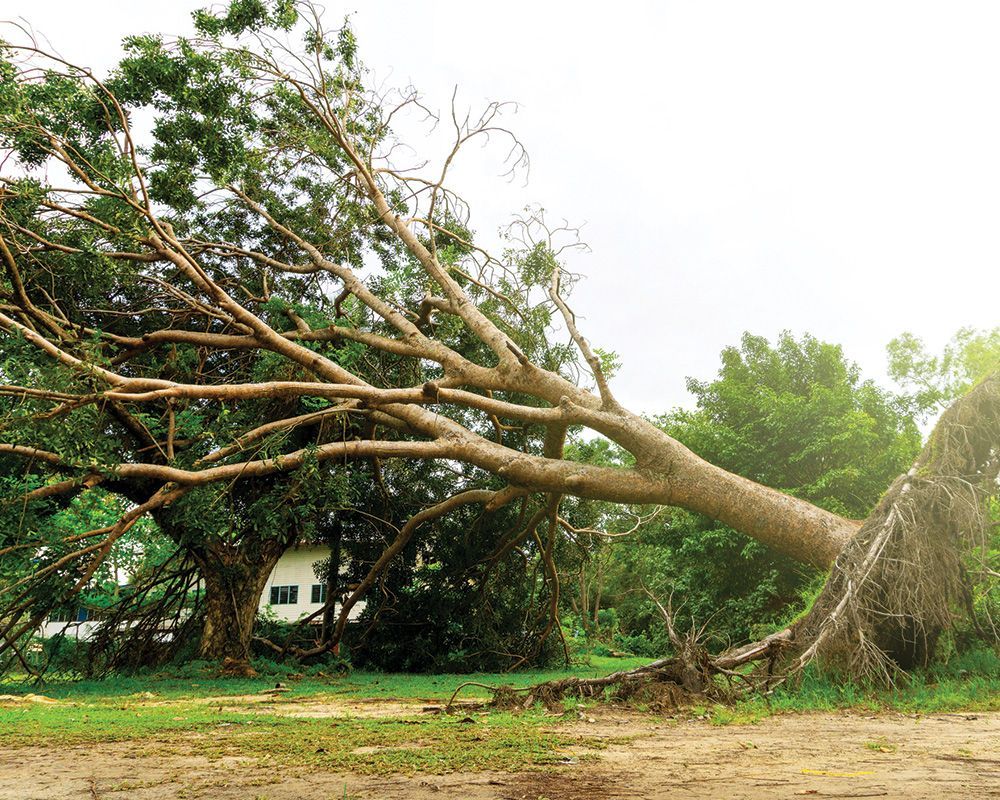 Storm Damage Tree — Lindenwold, NJ — Mel's Tree Service LLC