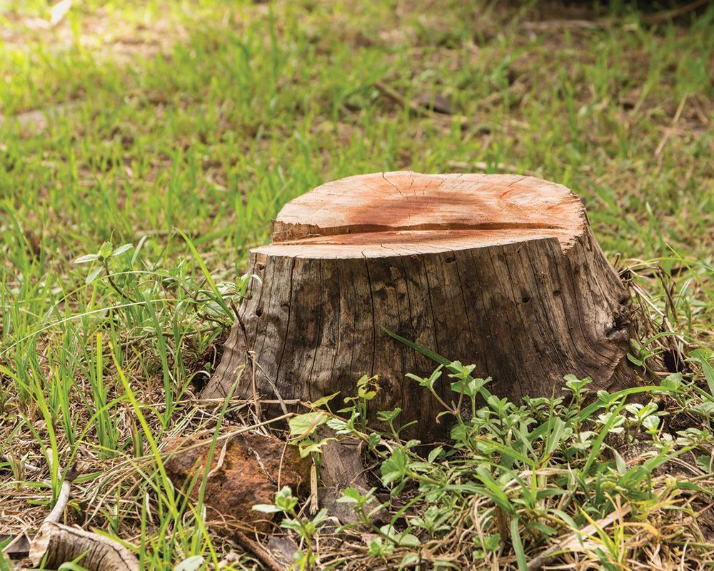 Stump on Green Grass — Lindenwold, NJ — Mel's Tree Service LLC