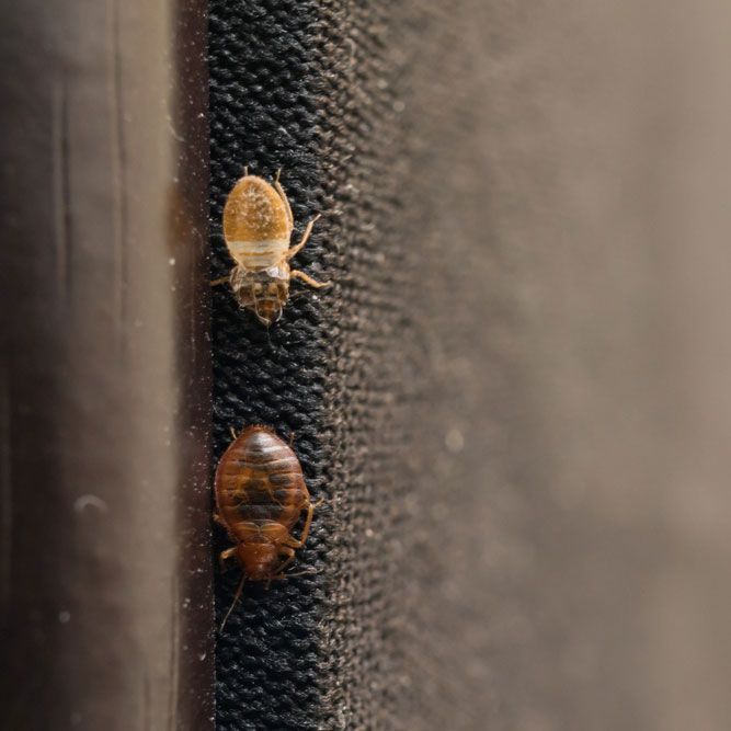 Bed Bugs Infesting Fabric — Above the Rest Pest Solutions in Wagga Wagga, NSW
