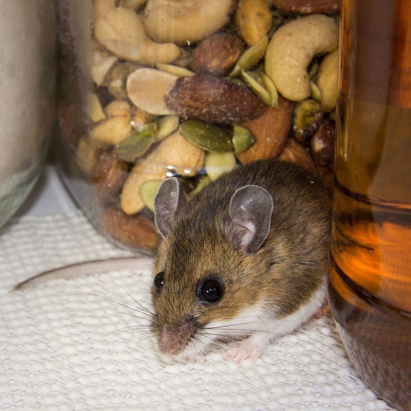 A Rodent Pest Removal — Above the Rest Pest Solutions in Wagga Wagga, NSW