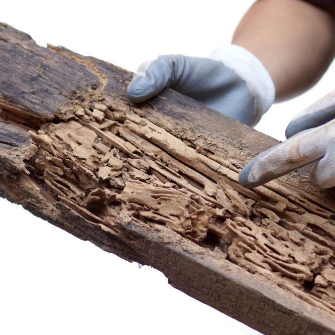 Wood Eaten by Termites — Above the Rest Pest Solutions in Wagga Wagga, NSW