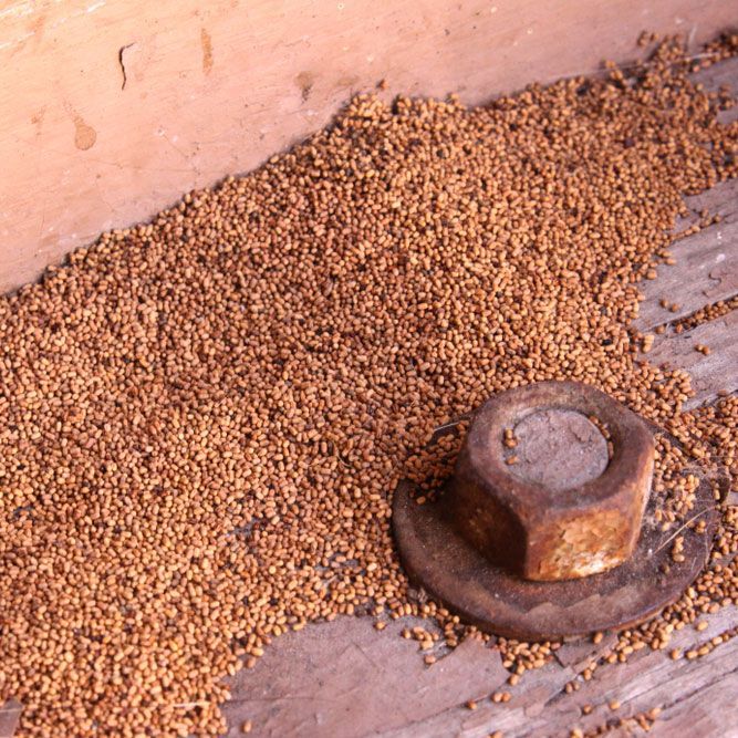 Aftermath of Termite Infestation — Above the Rest Pest Solutions in Wagga Wagga, NSW