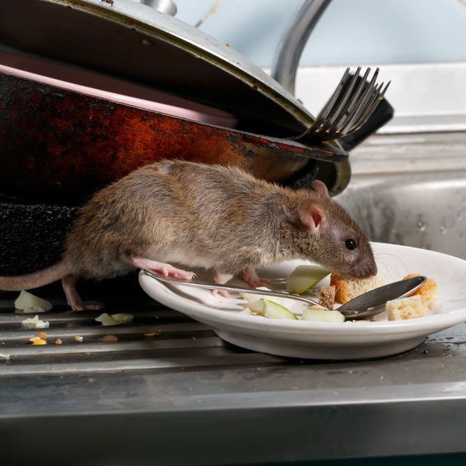 Rodent Infesting Leftover Foods on Plate — Above the Rest Pest Solutions in Wagga Wagga, NSW