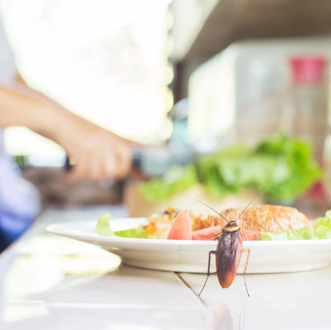 Cockroach Infesting Food — Above the Rest Pest Solutions in Wagga Wagga, NSW