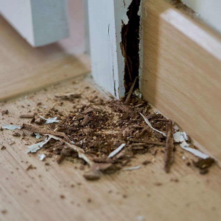 Termites Eating Wood in the House — Above the Rest Pest Solutions in Wagga Wagga, NSW