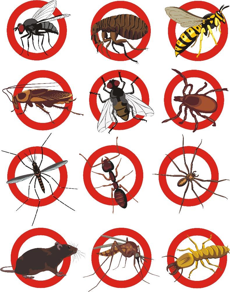Different Types of Pest — Above the Rest Pest Solutions in Wagga Wagga, NSW