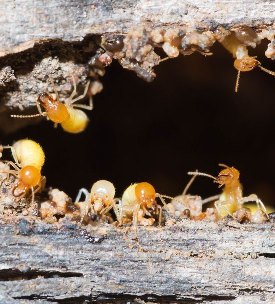 A Cockroach Crawling — Above the Rest Pest Solutions in Wagga Wagga, NSW