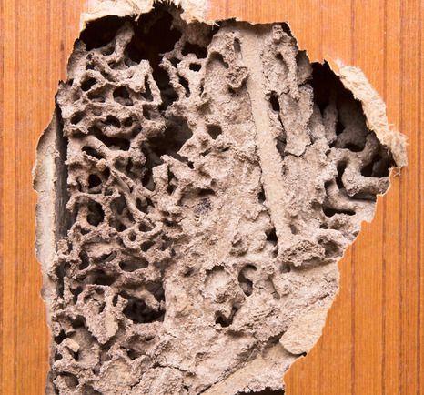 Wasp Infestation Ready for Removal — Above the Rest Pest Solutions in Wagga Wagga, NSW