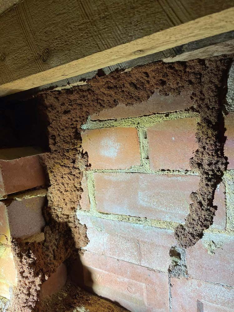 Brick Wall with a lot Termite Infestation — Above the Rest Pest Solutions in Wagga Wagga, NSW