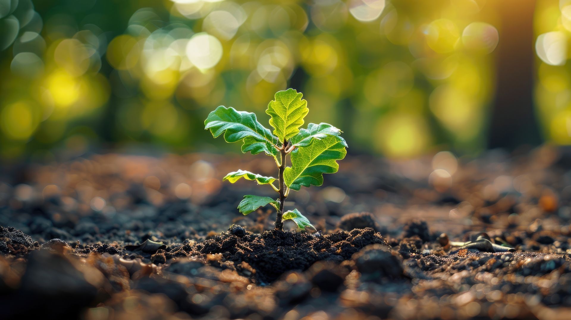 Small green oak tree seedling sprouting from dark soil with blurred sunlight in the background