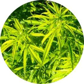 A close up of a green plant in a circle
