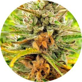 Example of Botrytis on cannabis plat