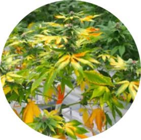A plant with yellow leaves and green leaves in a circle