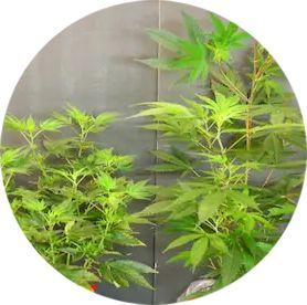 A close up of a plant with green leaves in a circle.