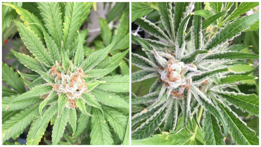 Detecting Hop Latent Viroid in Cannabis