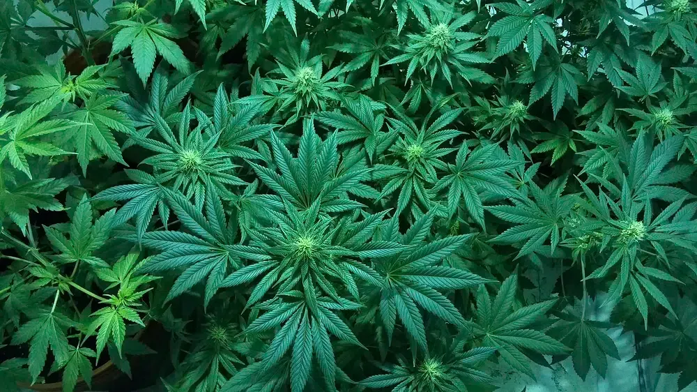 Cannabis bush