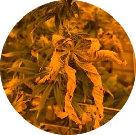 A close up of a plant with yellow leaves in a circle.