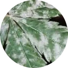 A close up of a green leaf with white spots on it.