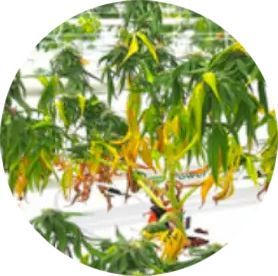 A close up of a plant with yellow leaves in a circle.