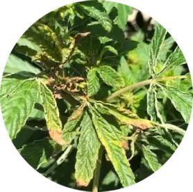 A close up of a plant with yellow spots on the leaves.