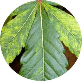 A close up of a green leaf with yellow spots in a circle.