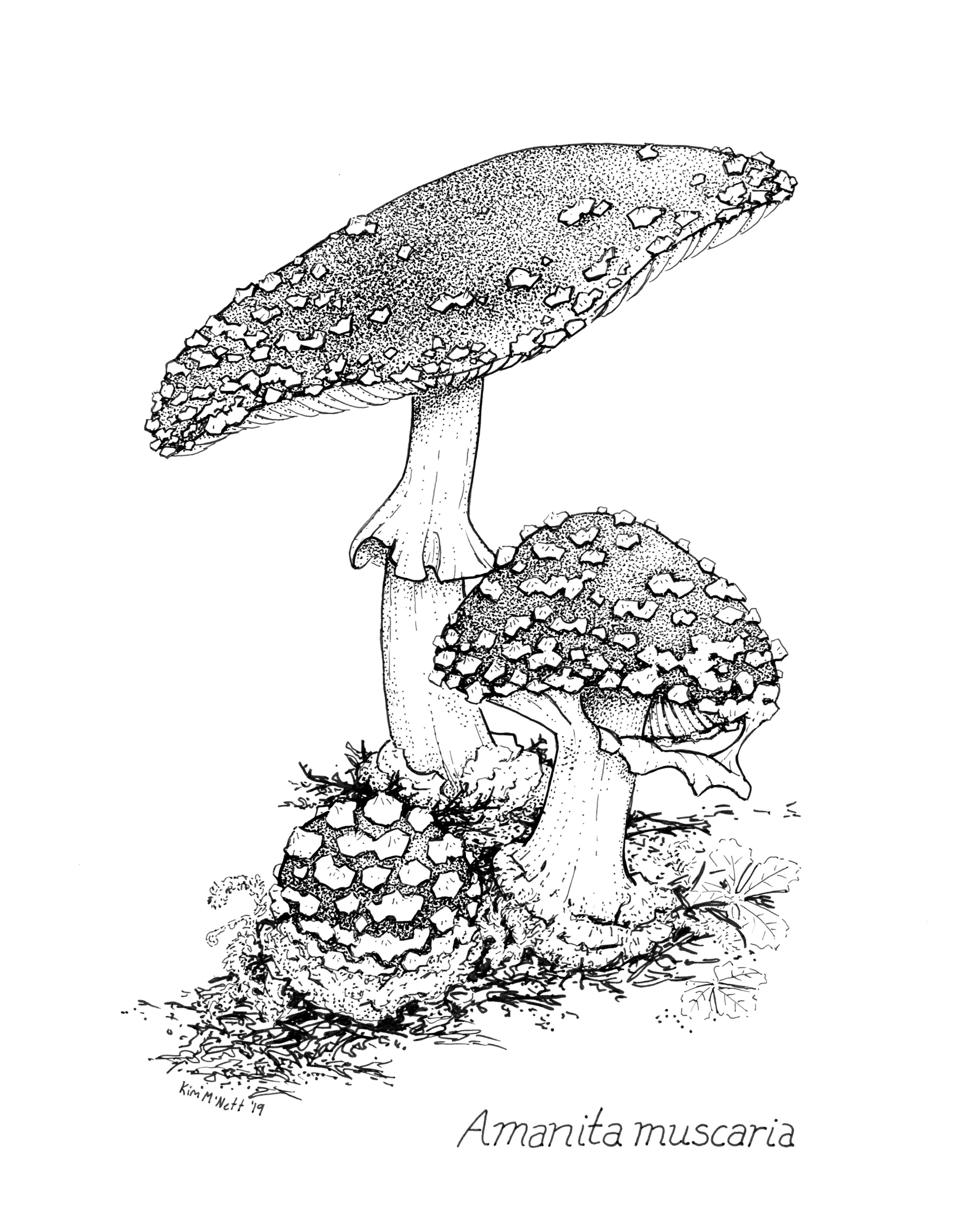 A black and white drawing of two mushrooms growing on pine cones.