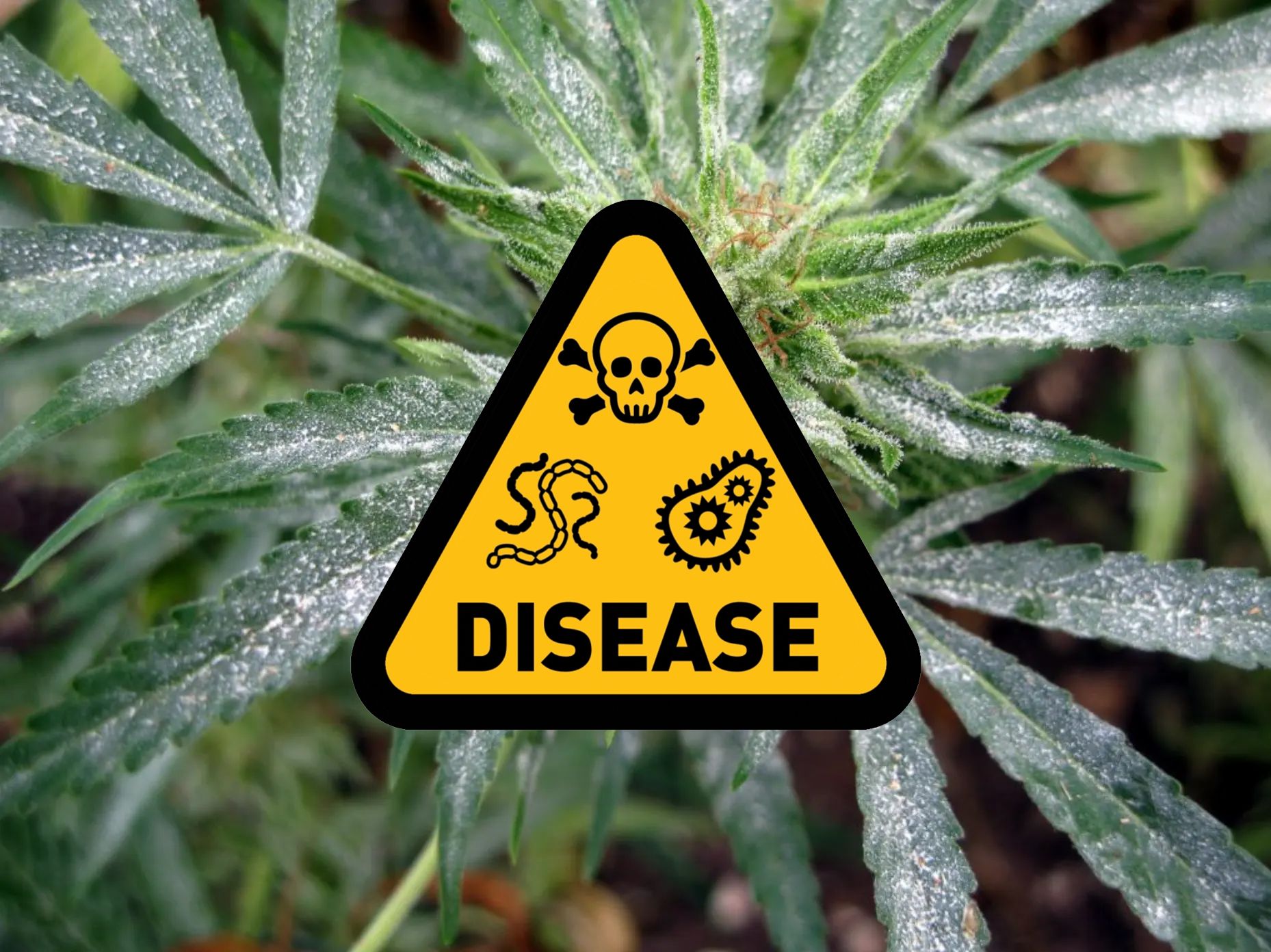 A yellow sign with a skull and crossbones and the word disease on it