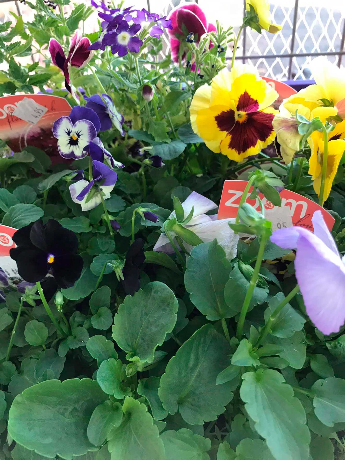 Boylans-Garden-Pet-image 07