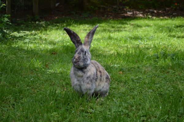 Long eared rabbit in long grass