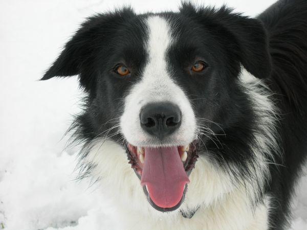 black and white sheepdog face