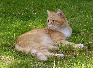 ginger and white tabby cat in long grass