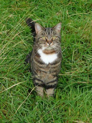 tabby cat in long grass