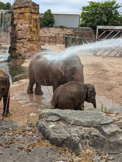 Two elephants being sprayed with water in an outdoor enclosure. One is larger, the other smaller, both are wet.